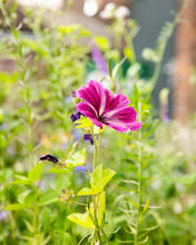 Afbeelding in Gallery-weergave laden, Bloembommetjes - Happy new home