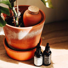 Afbeelding in Gallery-weergave laden, Pepin waterreservoir plant - terracotta