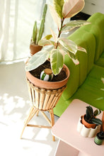 Afbeelding in Gallery-weergave laden, Pepin waterreservoir streep