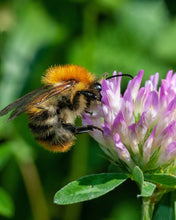 Afbeelding in Gallery-weergave laden, Bloembommetjes - Happy new home