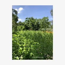 Afbeelding in Gallery-weergave laden, Wilder Land - F***ing Fris Blend thee
