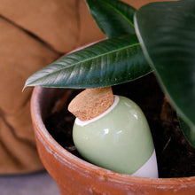 Afbeelding in Gallery-weergave laden, Pepin Olla - Licht groen
